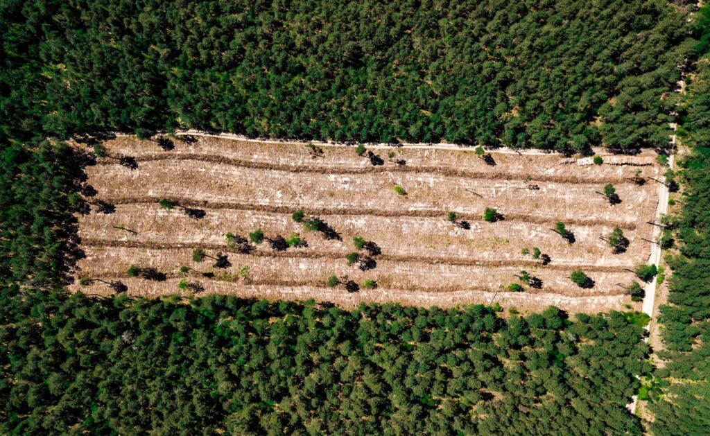BBVA-deforestacion-apertura-1024x629.jpg