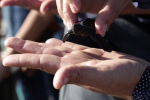 Clientes de Davivienda participan en la liberación de más de 80 mil tortugas marinas