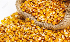 Producción de maíz supera los 17 millones de quintales proyectados para 2023