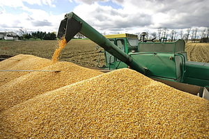 Precios de los granos podrían volver a aumentar debido a los cambios en la guerra Rusia-Ucrania
