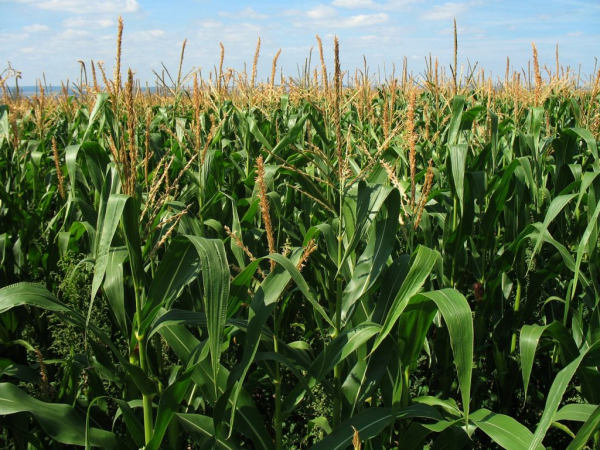 18% de la siembra de maíz en El Salvador se ha perdido