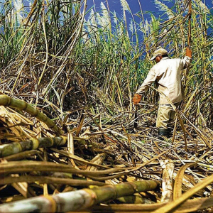 El Salvador estima producir 6.5 millones de toneladas de azúcar para cosecha de 2024