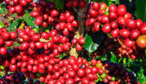 Pound of Robusta coffee in the international market closed at US$1.82 in february, the best price in 17 years