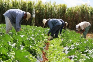 América impulsara la voz de los agricultores en el foro global sobre &quot;Sistemas Alimentarios 2021&quot;