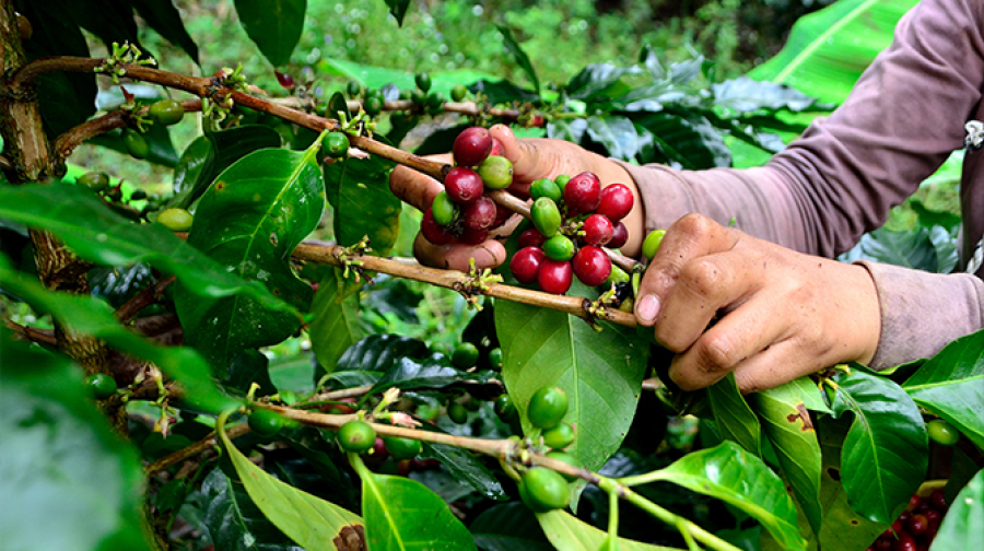 Salvadoran coffee sold at US$72.20 per pound in international competition
