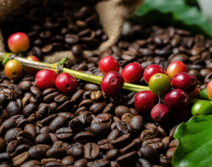International price of Arabica coffee increased to US$159 per quintal