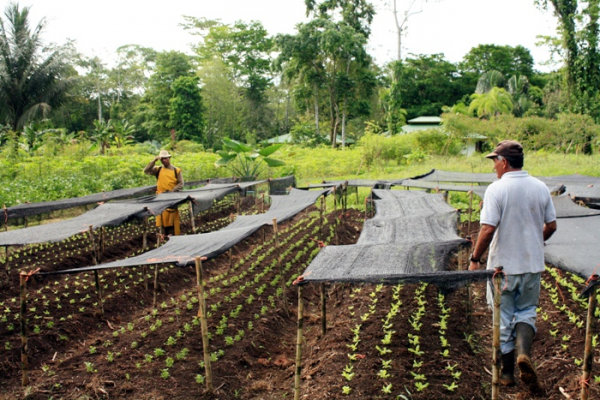 US$7 millones de inversión para proyectos agrícolas son ratificados por la Asamblea