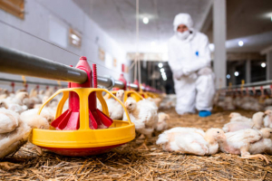 Nueva convocatoria para salvadoreños que quieran laborar en el sector avícola en Canadá
