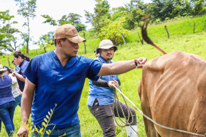 MAG inicia histórica campaña de vacunación y asistencia veterinaria para 100,000 cabezas de ganado
