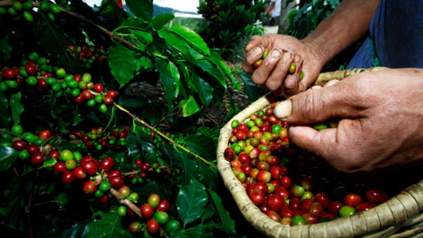 El Salvador cosechará cerca de un millón de quintales de café