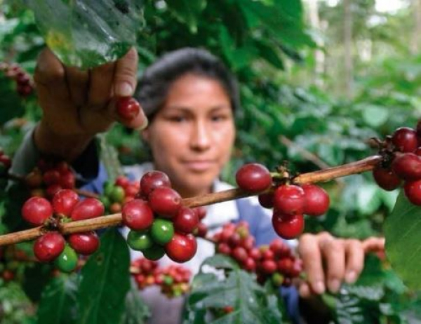 Caficultores recibirán insumos para impulsar la cosecha de café 2022