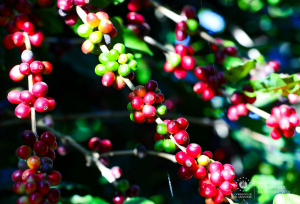 Tres millones de plantas de café serán donadas a caficultores de todo el país