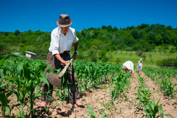 MAG reporta afectaciones en cultivos de maíz, arroz, frijol, café y hortalizas por lluvias