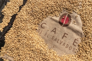 Café salvadoreño a un precio de hasta US$70 por libra en Taza de la Excelencia