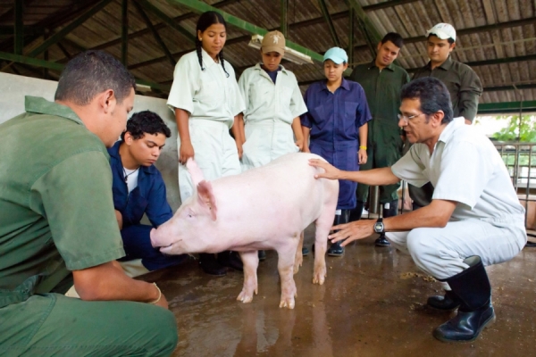 Salvadoran pig farmers will meet 100% of national demand