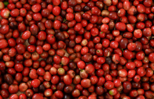 El Salvador and Italy join forces to support salvadoran coffee farming with a US$5 million investment