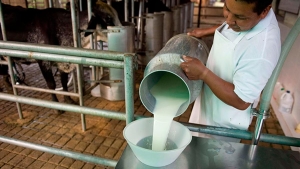 Mercado de lácteos presenta una sobreoferta en sus productos y los precios se vienen abajo