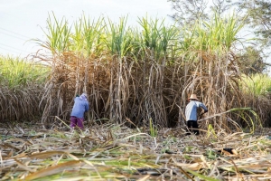ASPROCAÑA pide que se incluya en el fideicomiso del plan Rescate Agropecuario