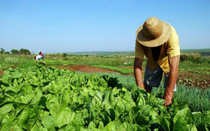Latin American and Caribbean countries seek to improve their agrifood systems
