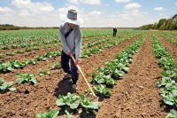 Países de las Américas implementan medidas de mitigación y adaptación de la agricultura