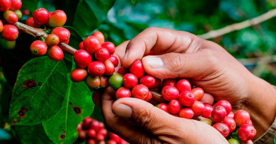 Productores de café beneficiados de PROCAGICA comparten experiencias en “Diálogos de Café”