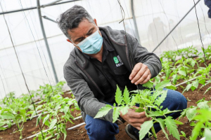 MAG anunció que El Salvador prepara una certificación orgánica para cosechas en el mercado interno