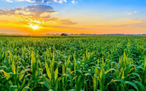 Agricultores de la zona oriental reciben asistencia técnica para aumentar la cosecha de maíz