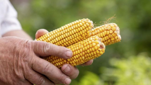 Para 2023 se espera una producción de 15 millones quintales de maíz: CAMPO