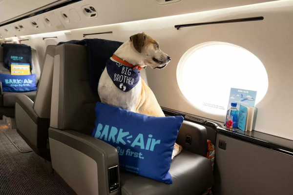 Una aerolínea exclusiva para perros ofrece vuelos por US$5,300