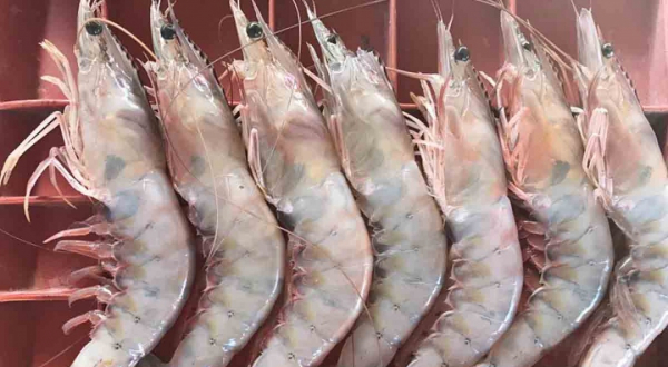CENDEPESCA aplicará multas hasta de US$18,250 a quienes violen la veda del camarón
