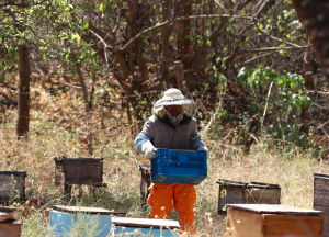 Transformación Agroalimentaria en El Salvador: Apicultores en Temporada de Cosecha de Miel
