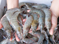 Shrimp ban will not affect seafood prices