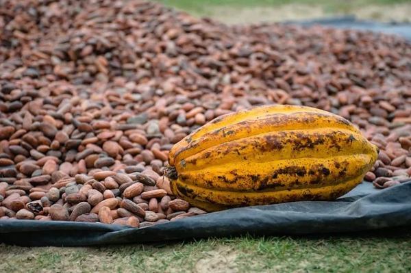 56,000 quintales de cacao ha producido El Salvador en los últimos 4 años