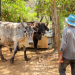 visita ganadería 2